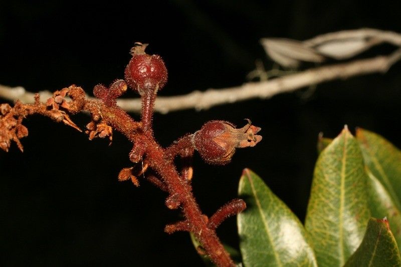 Agarista buxifolia fruit