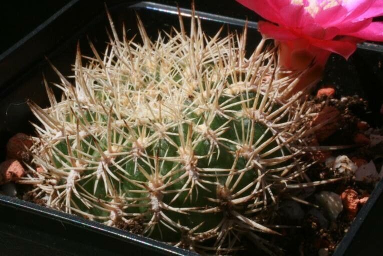 Rebutia mentosa habit