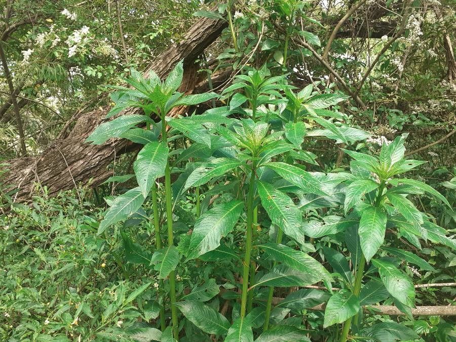 Ludwigia elegans leaf