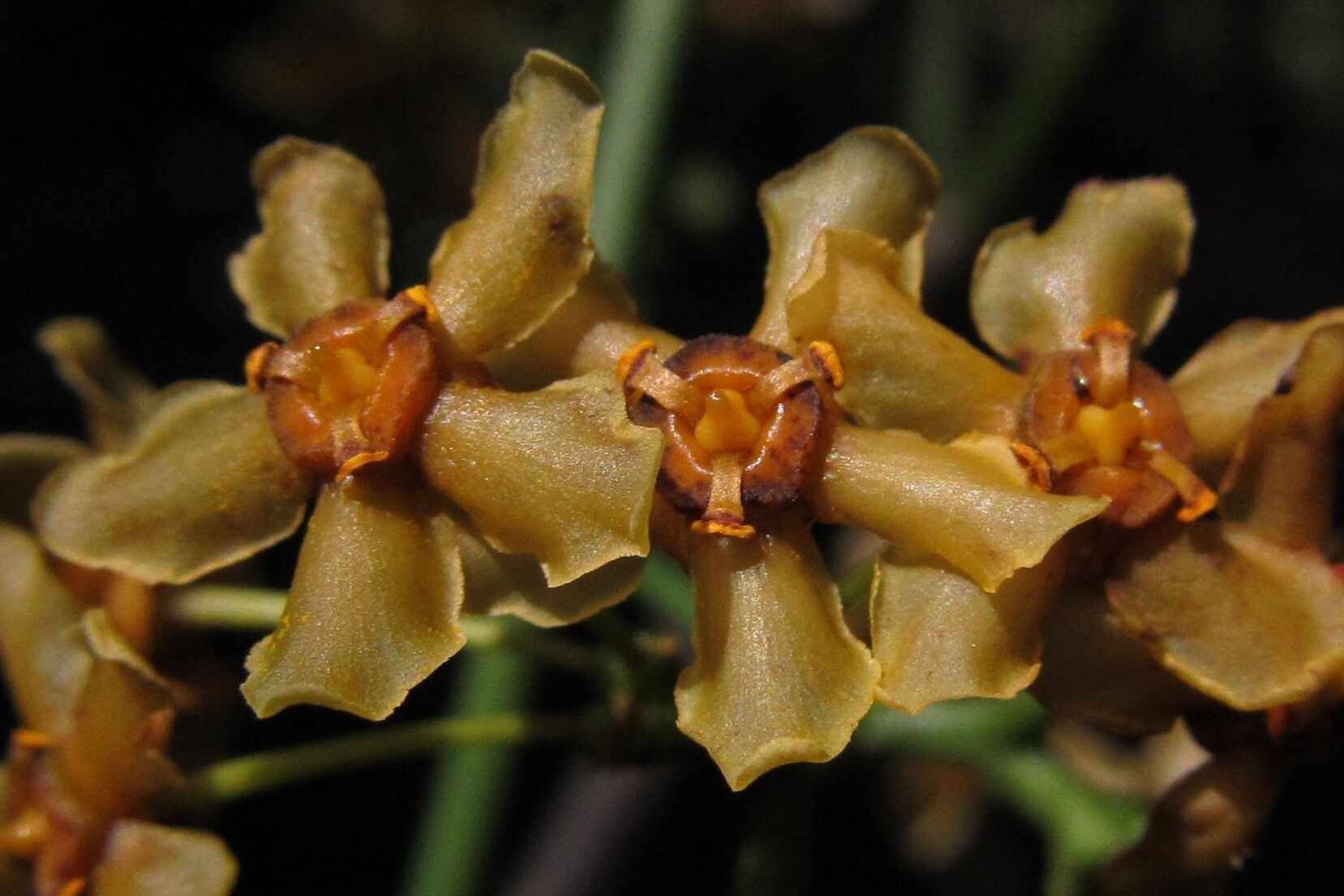Salacia longipes flower