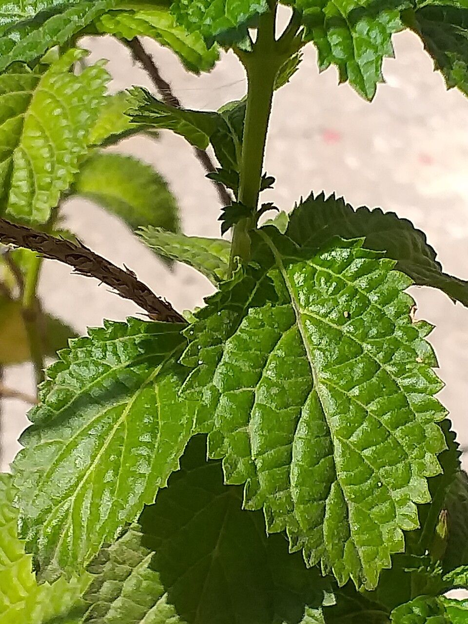 Stachytarpheta indica leaf