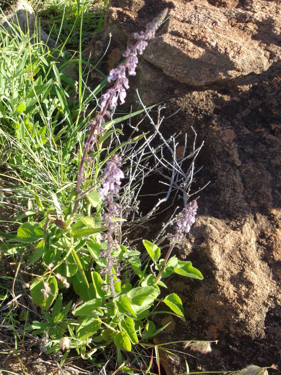 Plectranthus lactiflorus — search result for 'Plectranthus'