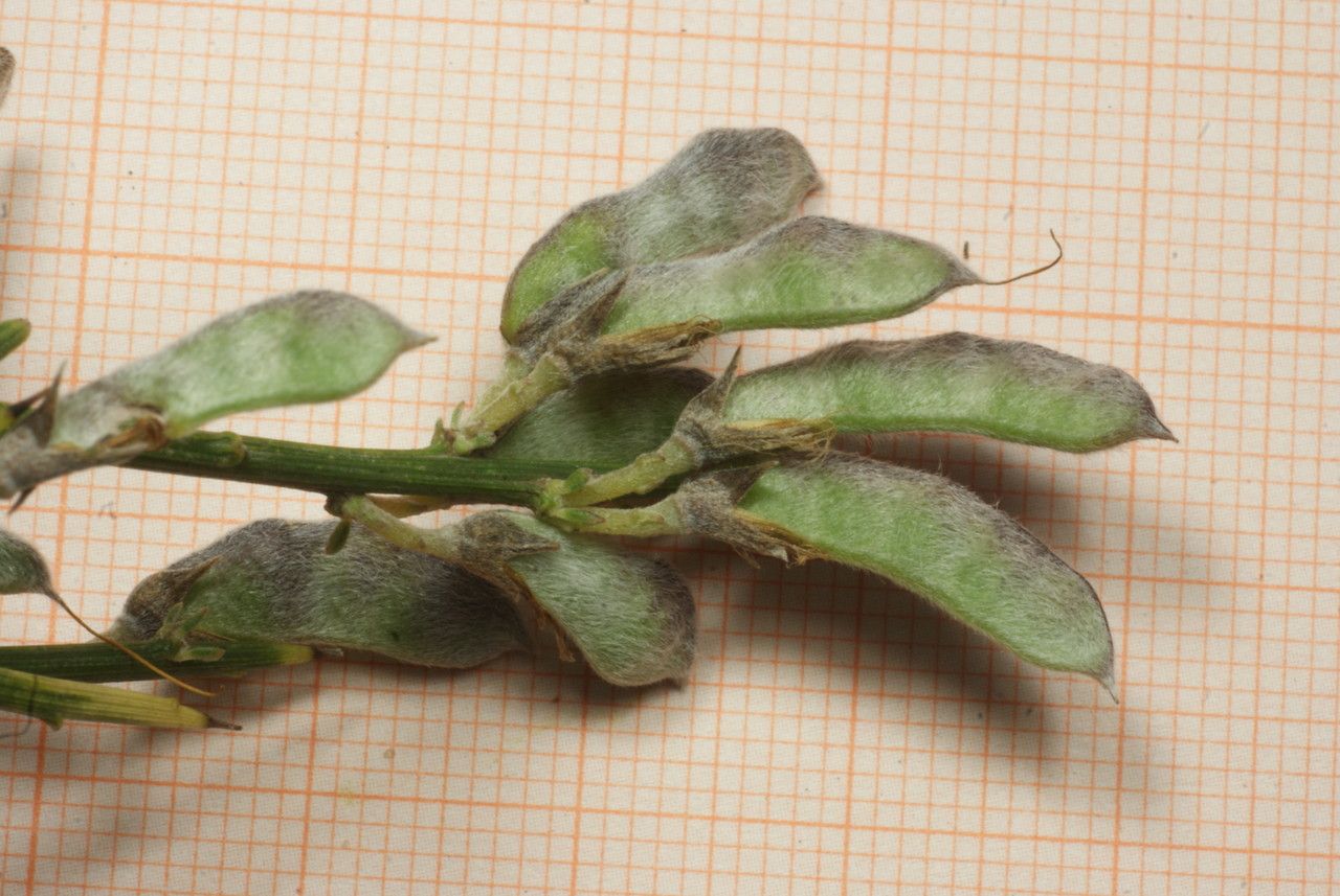 Genista aspalathoides fruit
