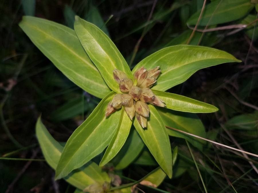 Gentiana cruciata fruit