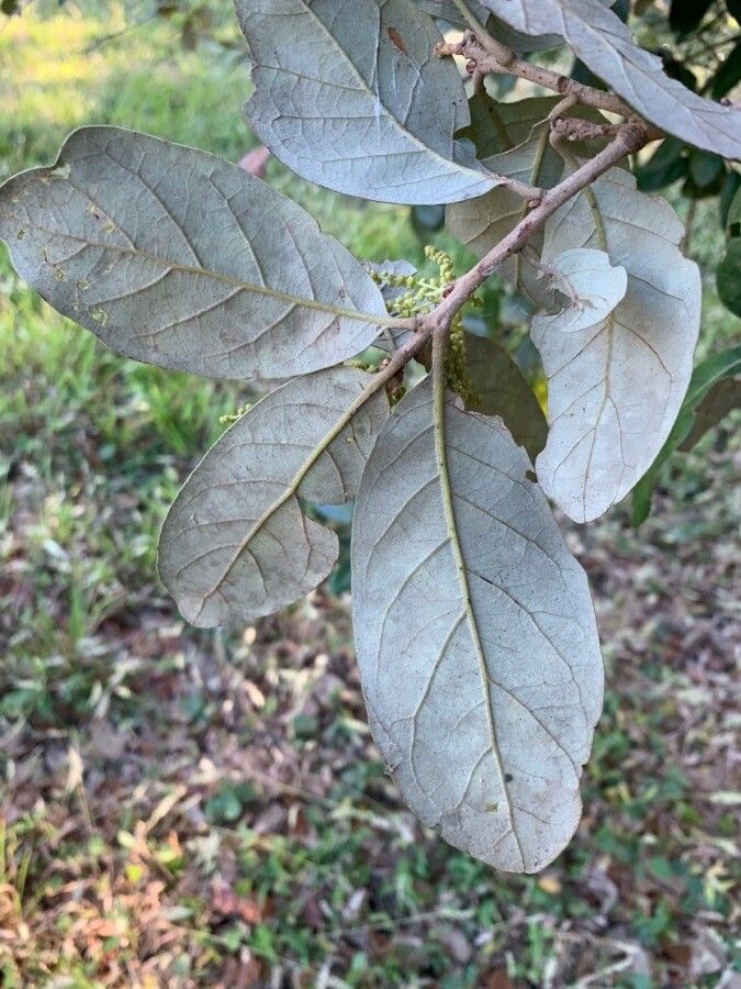 Quercus oleoides leaf