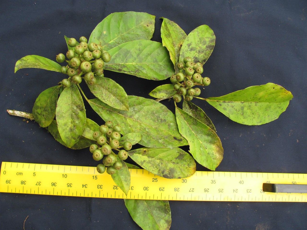 Dendropanax caucanus other