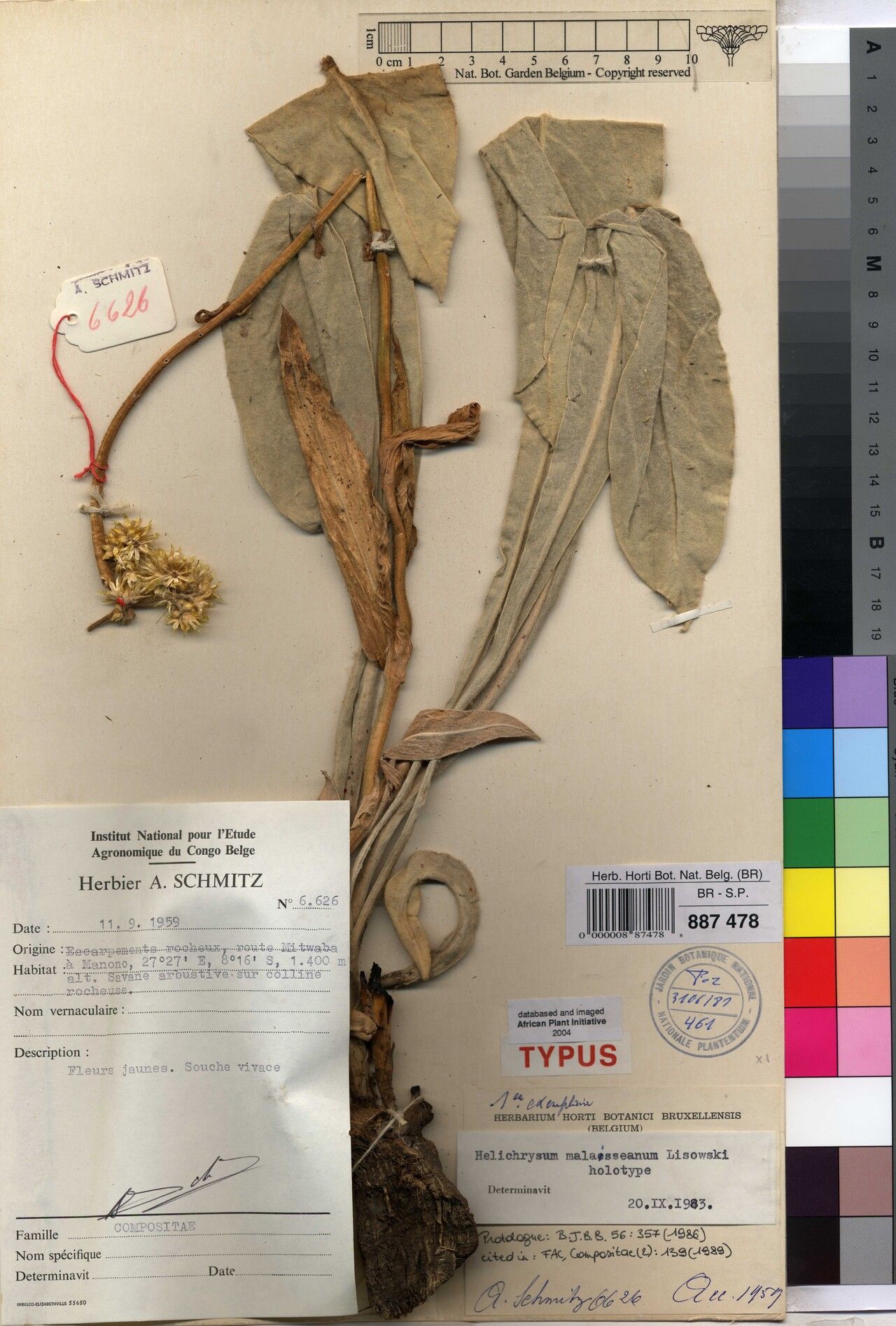 Helichrysum malaisseanum — search result for 'Helichrysum'