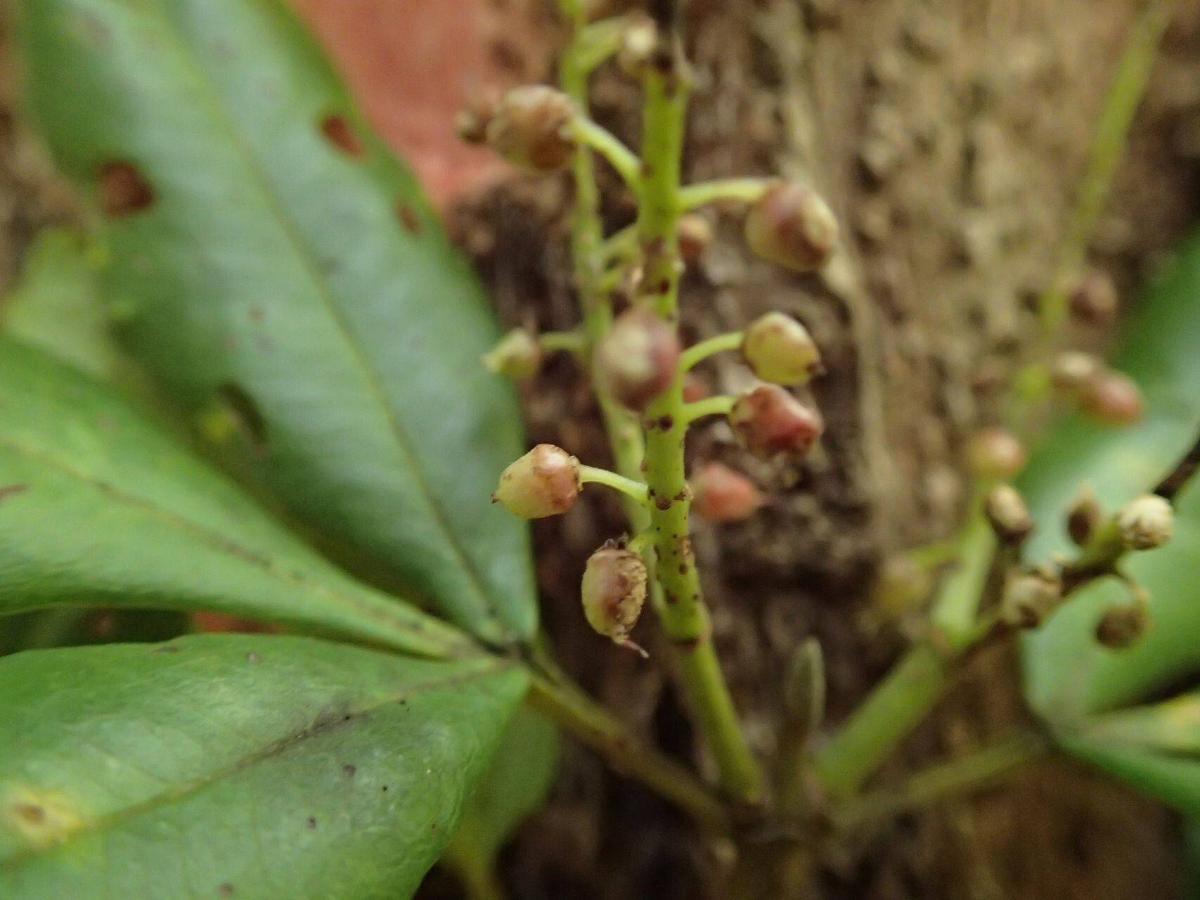 Cunonia linearisepala — houseplant care guide