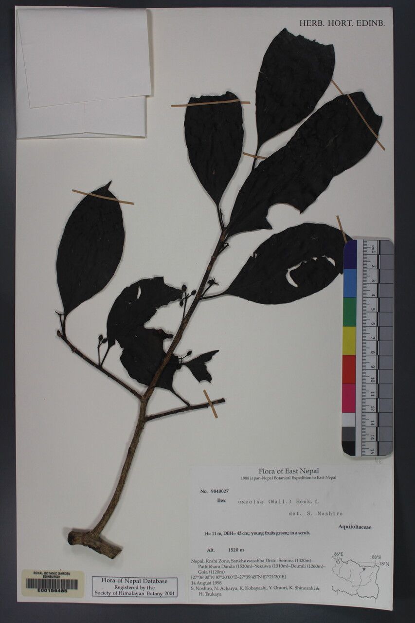 Ilex excelsa — search result for 'Ilex'