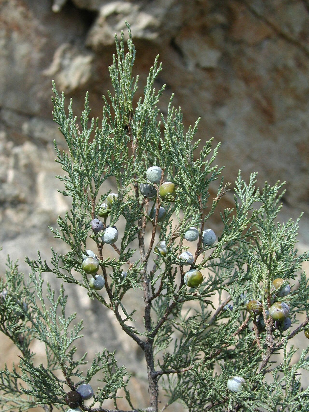 Juniperus excelsa fruit
