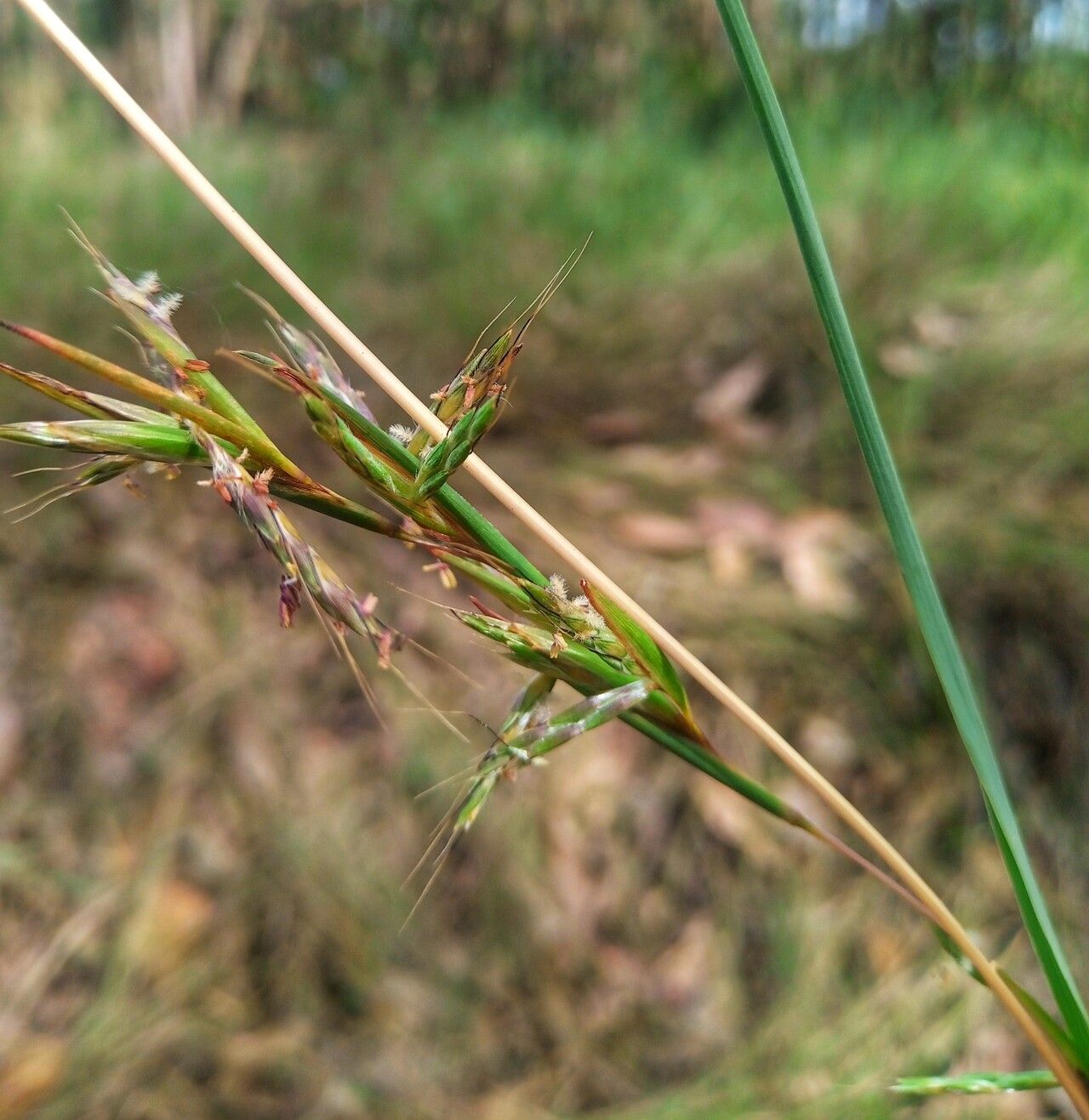 Cymbopogon giganteus — search result for 'Cymbopogon'
