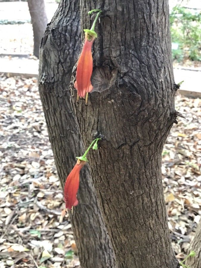 Halleria lucida flower