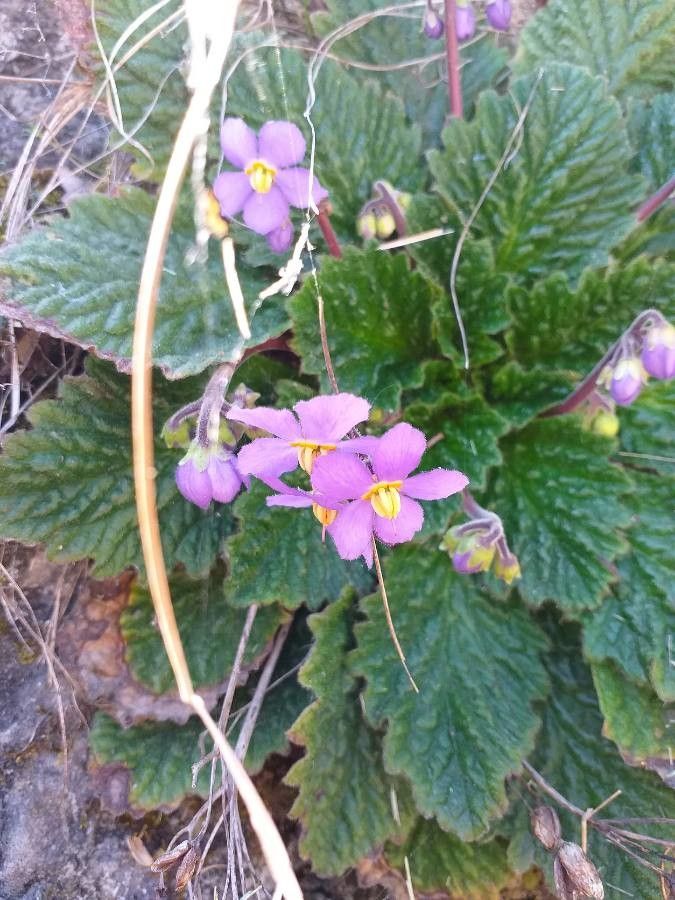 Ramonda myconi flower
