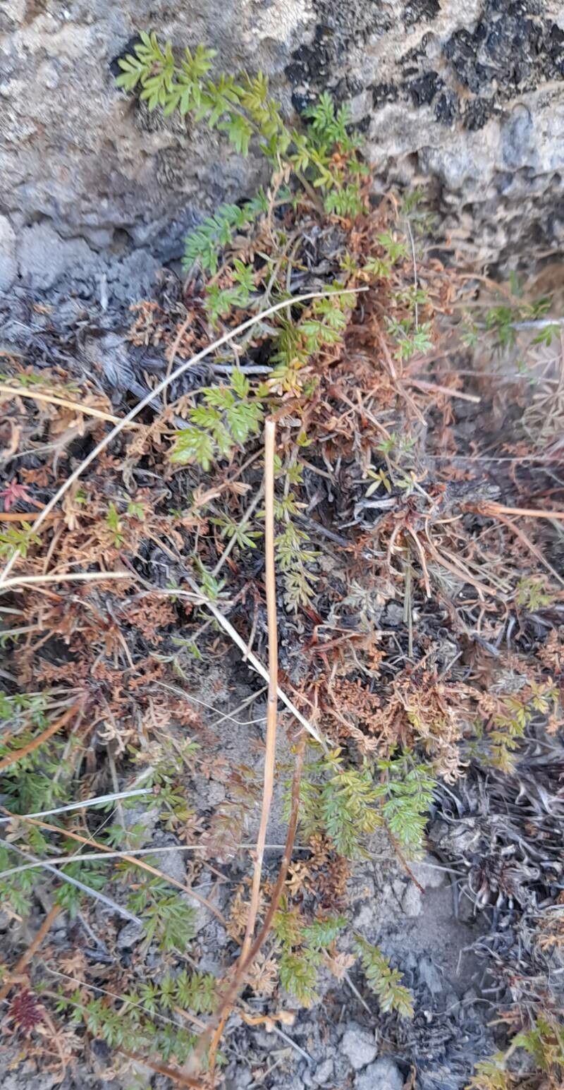 Acaena poeppigiana habit