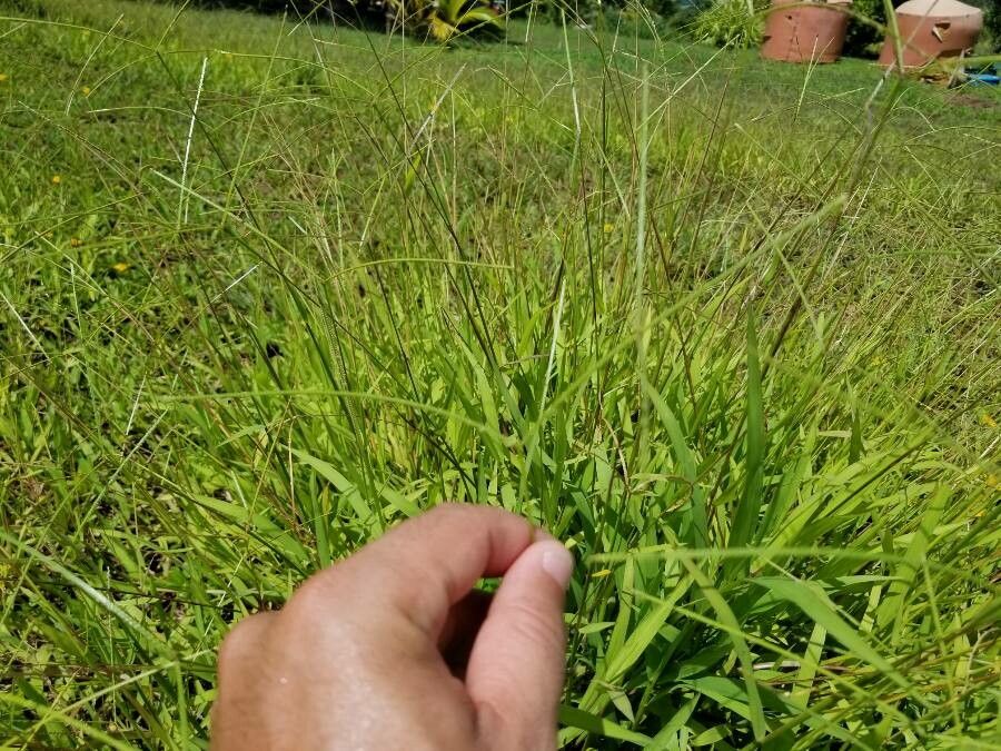 Paspalum conjugatum habit