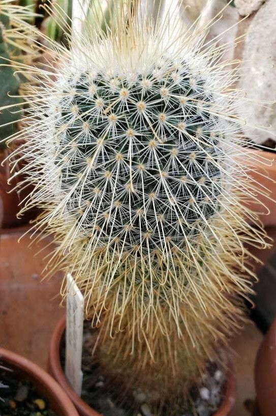 Mammillaria magnifica habit
