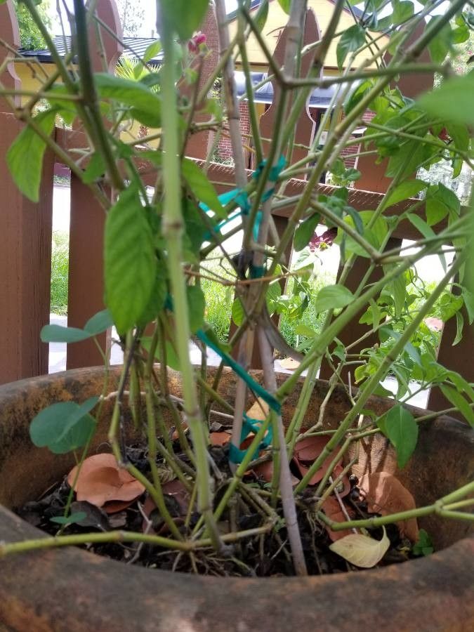 Justicia brandegeeana bark