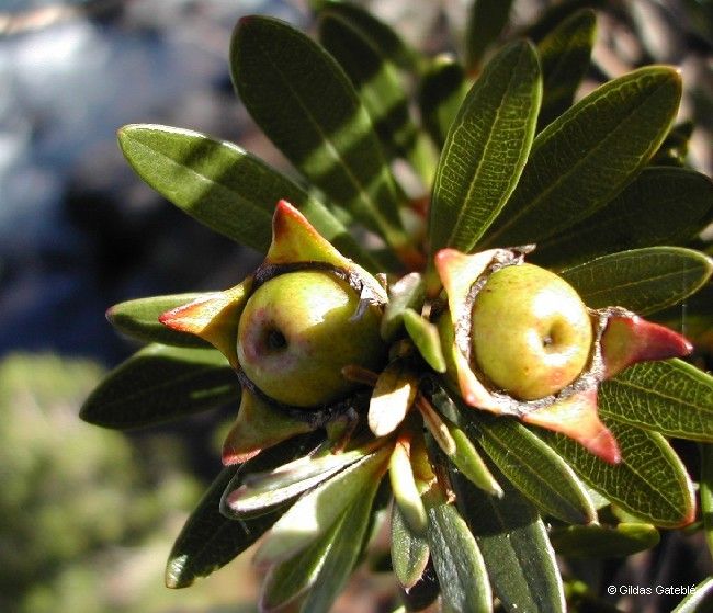 Xanthostemon myrtifolius fruit