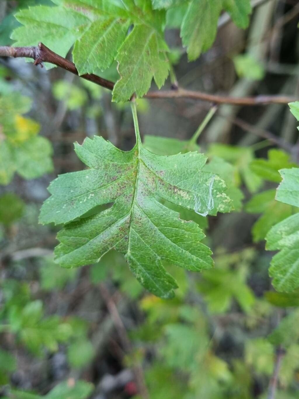 Crataegus × media leaf