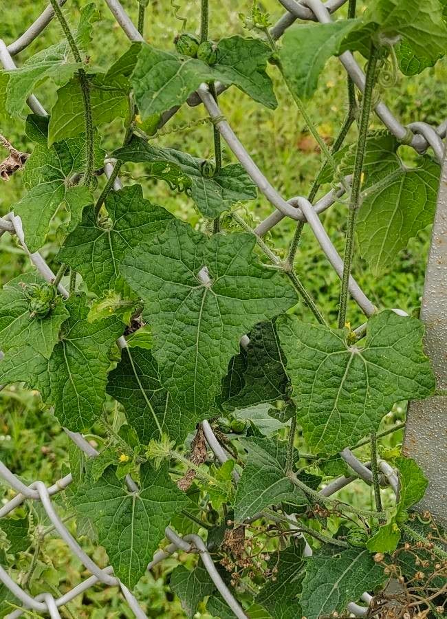 Mukia maderaspatana — search result for 'Cucumis'