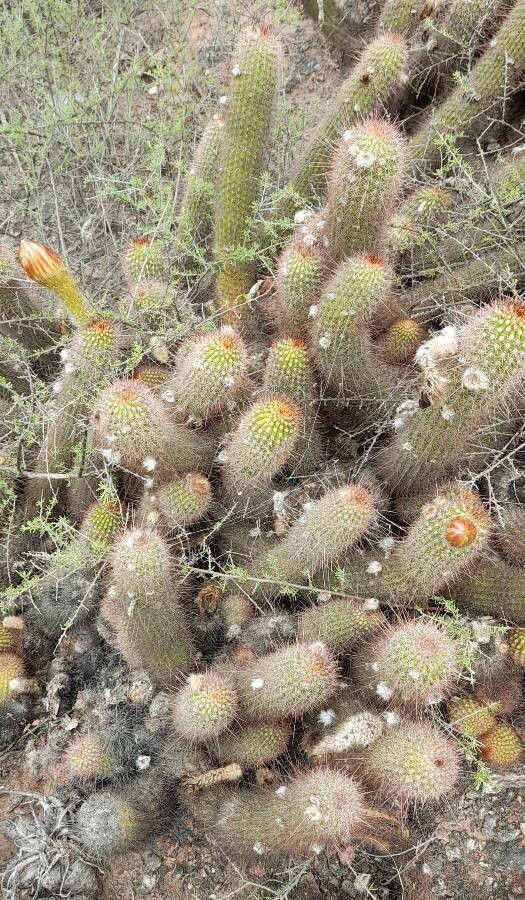 Echinopsis strigosa habit