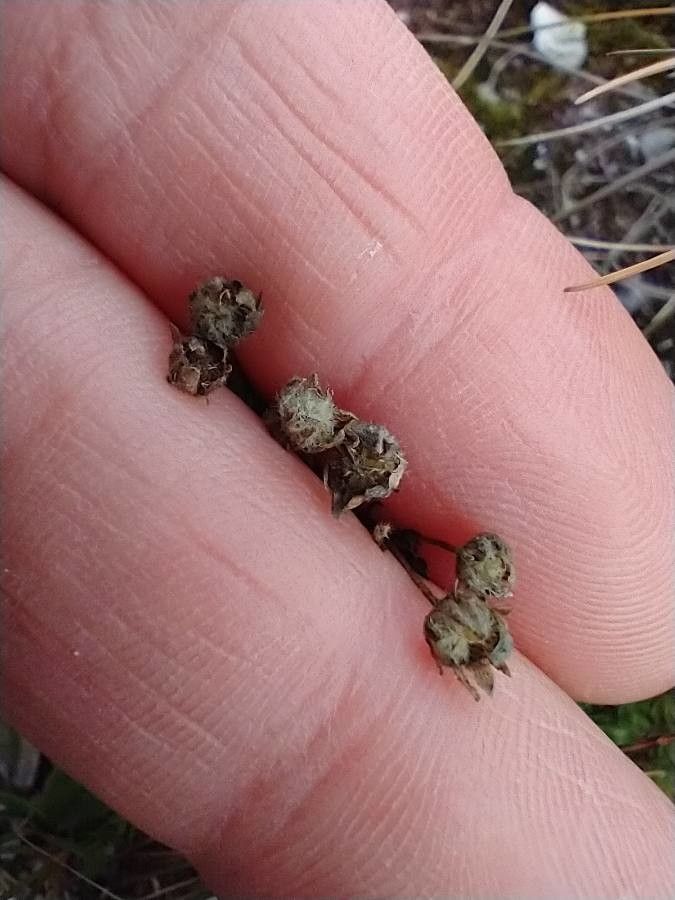 Sibbaldiopsis tridentata fruit