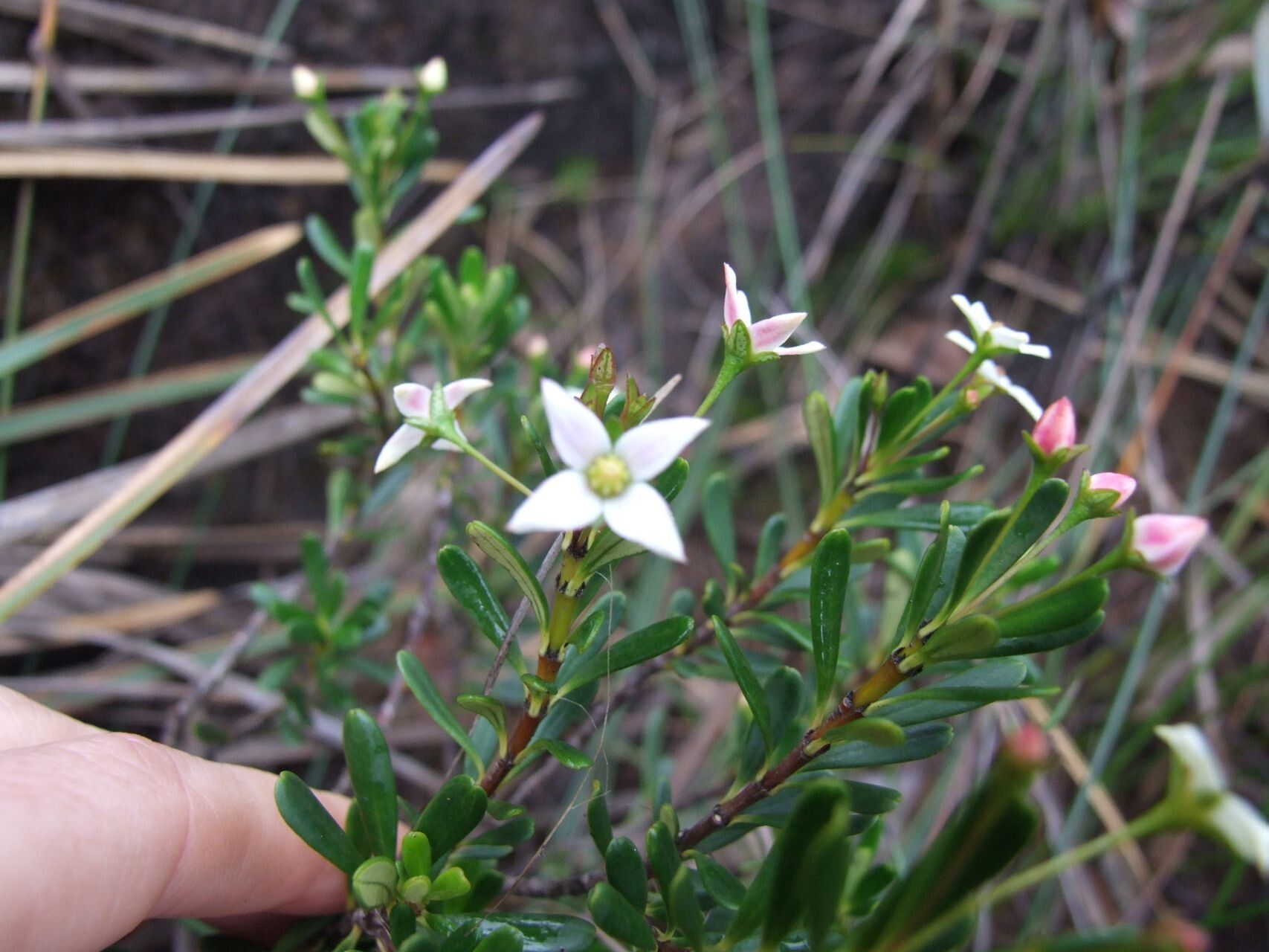 Boronia pancheri flower