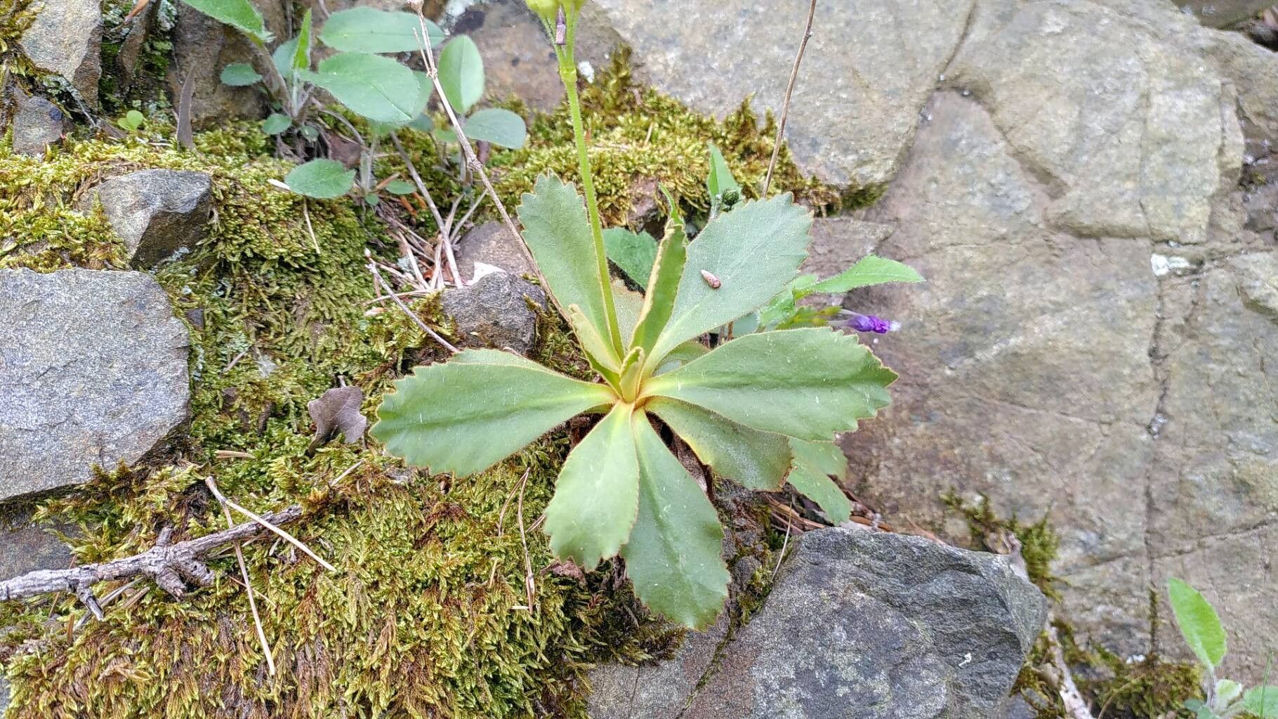 Primula villosa leaf