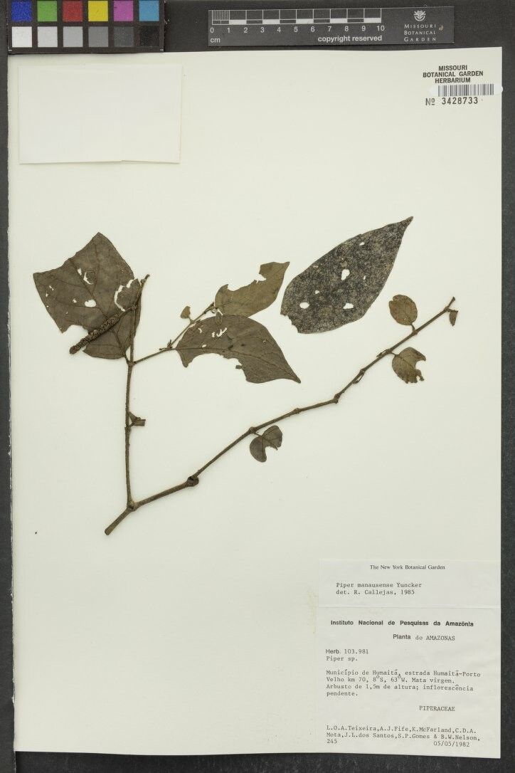 Piper manausense — houseplant care guide