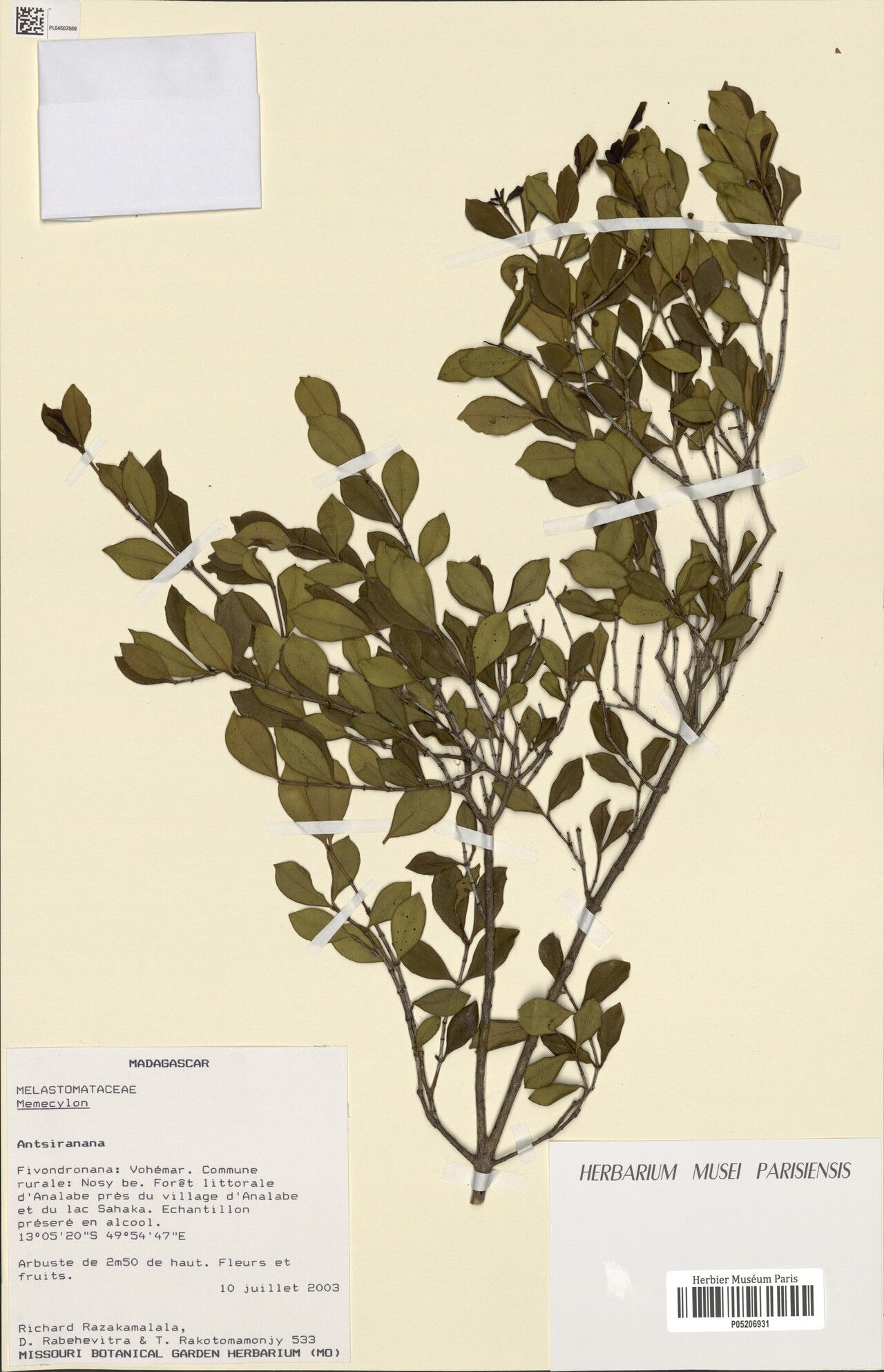 Memecylon multinode — houseplant care guide