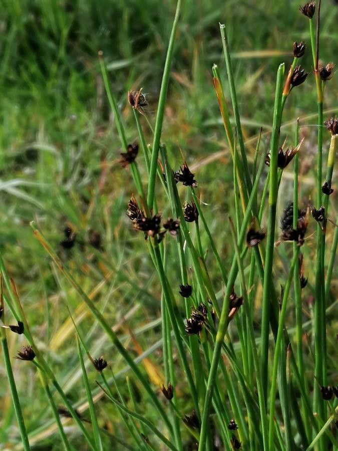 Juncus arcticus flower