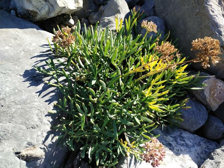 Crithmum maritimum — search result for 'Apiaceae'