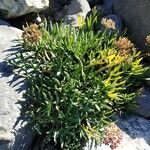 Crithmum maritimum