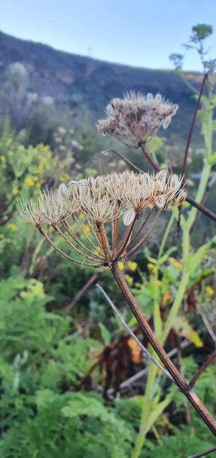 Oenanthe palustris fruit