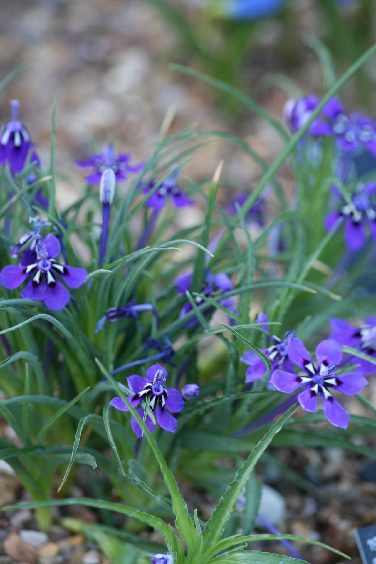 Lapeirousia oreogena — related species from the same genus