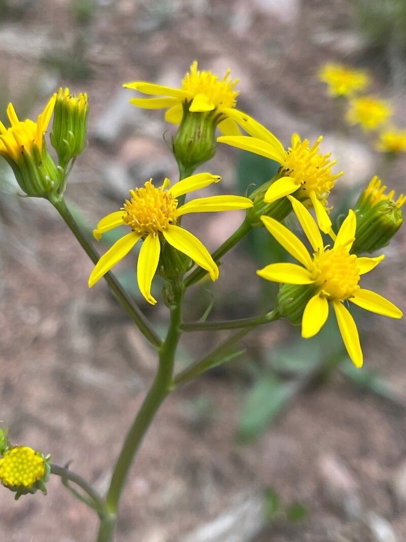 Senecio wootonii flower