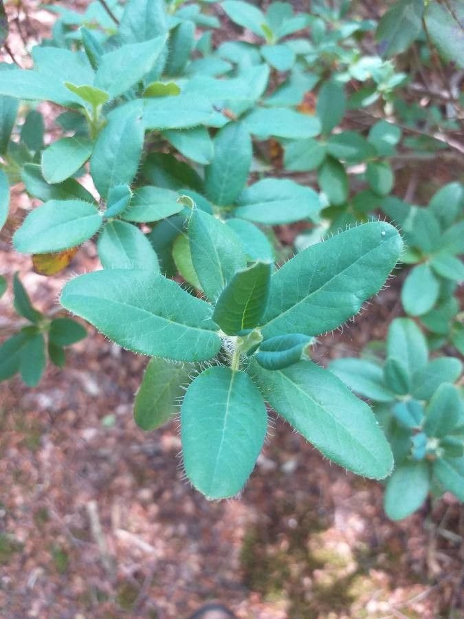 Rhododendron lepidostylum — houseplant care guide