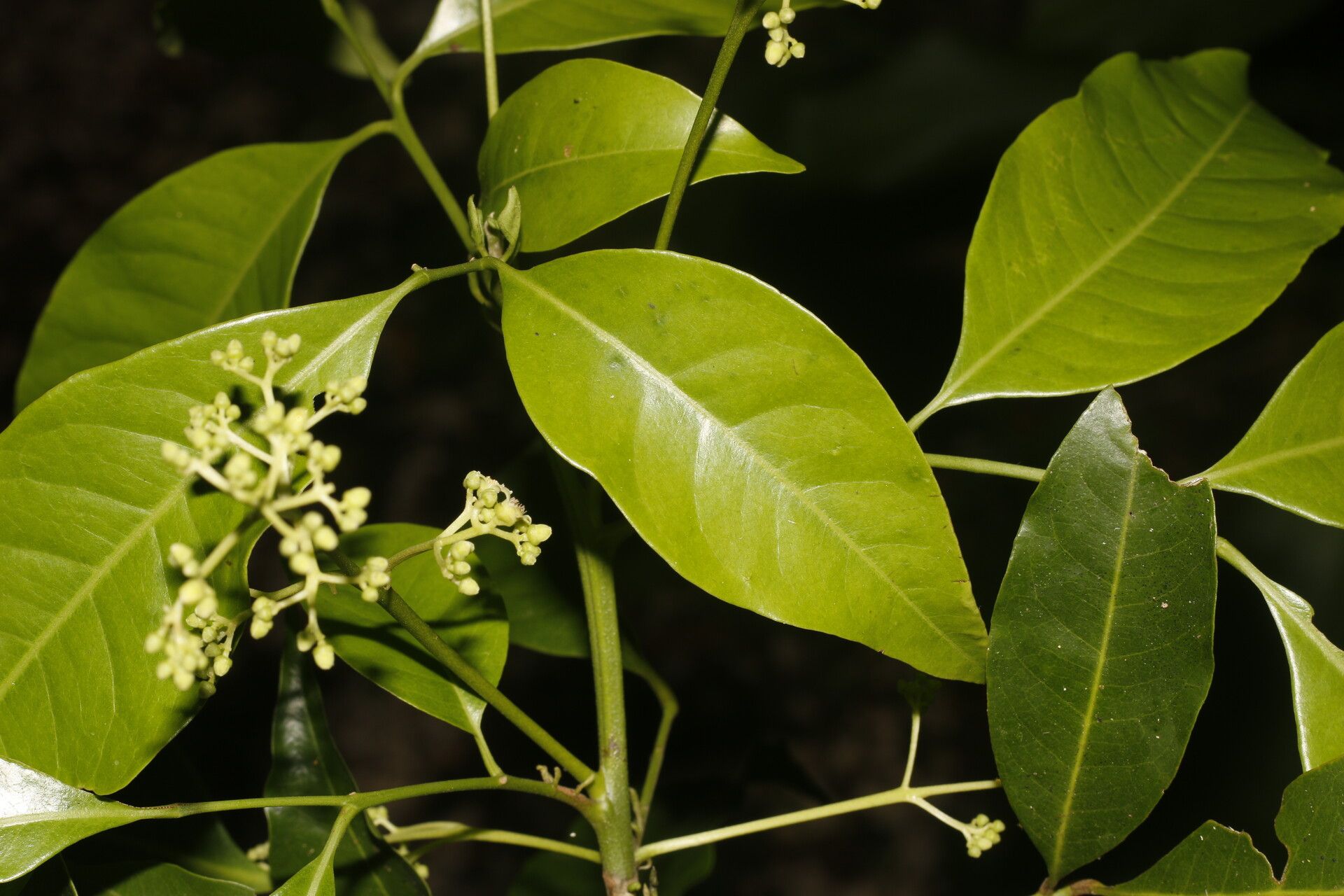 Trichilia pleeana — houseplant care guide