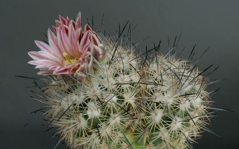 Sclerocactus mariposensis — houseplant care guide
