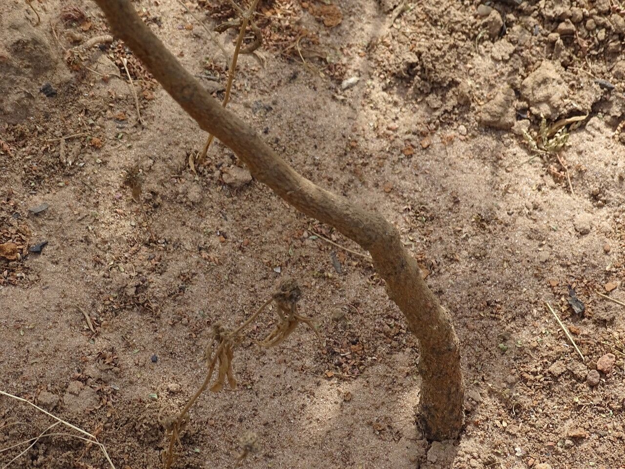 Terminalia macroptera bark