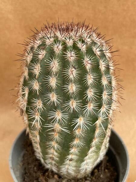 Echinocereus adustus bark