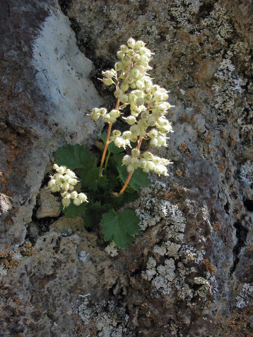 Heuchera merriamii habit