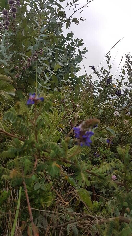 Dalea coerulea — houseplant care guide