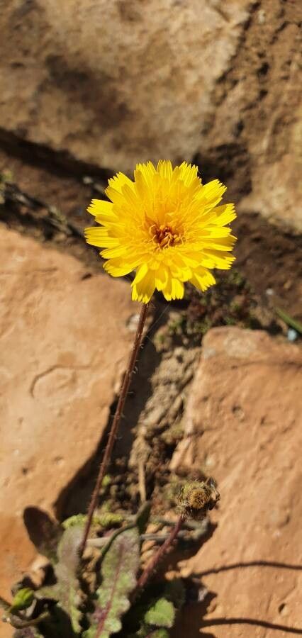 Crepis mollis flower