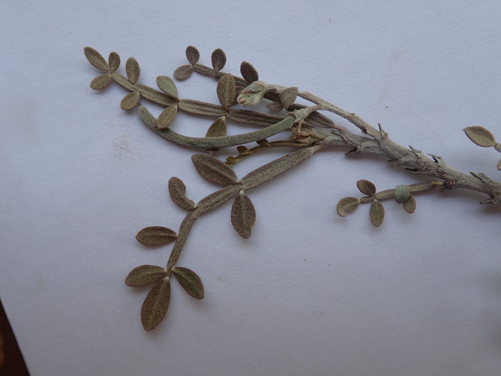 Indigofera humbertiana — search result for 'Indigofera'