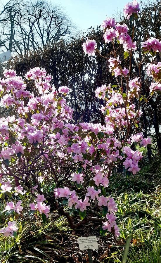 Rhododendron ciliatum habit