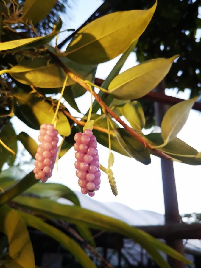 Anthurium scandens fruit