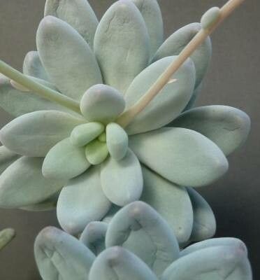 Pachyphytum caesium leaf