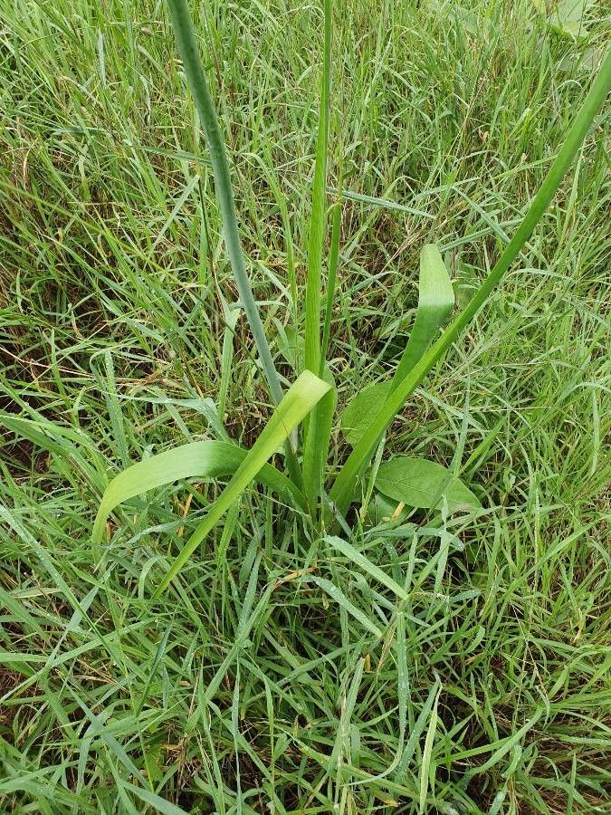 Albuca virens