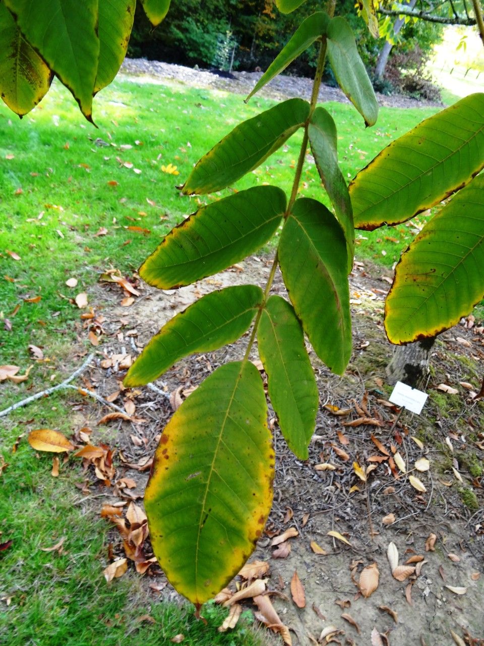 Juglans ailantifolia leaf